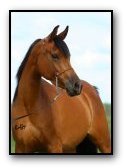 Dreamcatcher DF - Purebred Arabian Mare