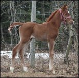 chestnut filly