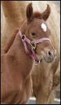 Chestnut filly