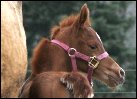 Chestnut filly