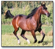 Dream Synsation - Bay Arabian colt