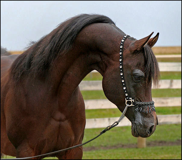 Dream Synsation - Bay Arabian stallion by EF Kingston out of Magic Dream daughter.
