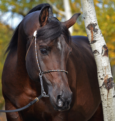 Dream Synsation - Bay Arabian Stallion by EF Kingston and out of Magic Dream daughter