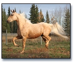 Golden Dawn - Palomino Saddlebred mare