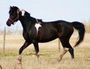 2008 Bay Tobiano colt