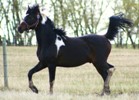Denakh DF