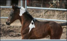 Kherida's 2008 foal