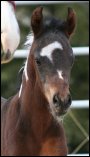 Kherida's 2008 Foal