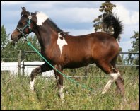 Kherida's 2008 foal
