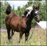 Kherida's 2008 Foal