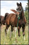 Kherida's 2008 foal