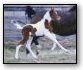 National Show Horse Filly