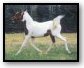 NSH filly by Calypso Bay