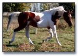 NSH Filly - Bay tobiano