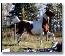 NSH Filly Sacred Dreams DF
