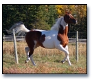 Sacred Dreams DF - NSH Filly - Bay tobiano