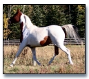 NSH Filly - Bay tobiano