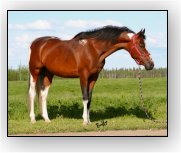 Lightning Bug's Firefly - Homozygous Tobiano Saddlebred mare