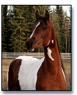 2005 Bay Tobiano Filly