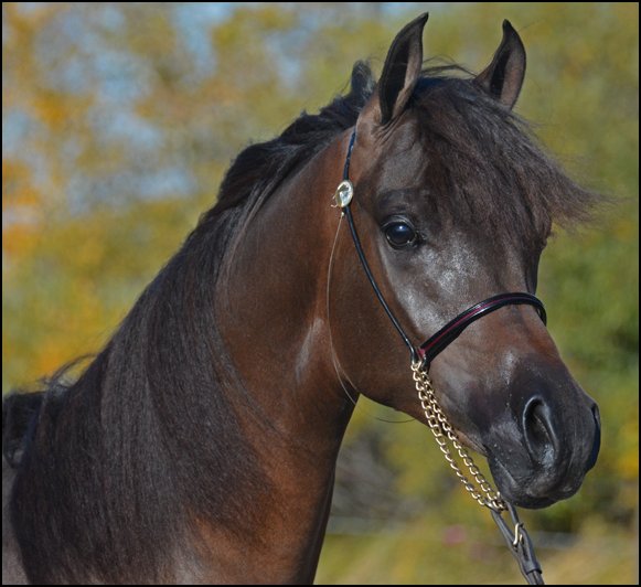 FF FyreFox - Bay Arabian Stallion by Spitfyre VF and out of Ever After NA daughter
