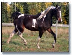 Absolute Stiking Desig - Homozygous brown tobiano