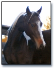 Absolute Strikn Image - Homozygous Tobiano ASB Mare
