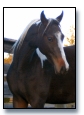 Homozygous Purebred Saddlebred