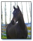 Bay filly by NV Beau Bey