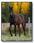 Bay filly by NV Beau Bey