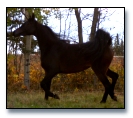 Bay filly by NV Beau Bey