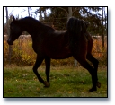 Bay filly by NV Beau Bey