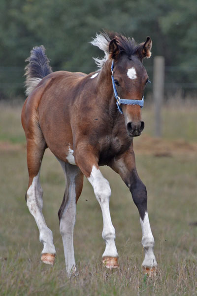 MoonShyne DF - By Shy Gayfeen++++// out of Champion producing pinto mare