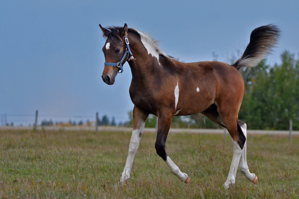 MoonShyne DF - By Shy Gayfeen++++// out of Champion producing pinto mare