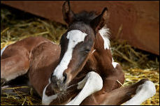 2011 1/2 Arabian Bay Tobiano colt