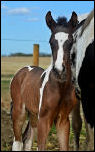 2011 1/2 Arabian Bay Tobiano colt