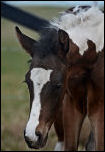2011 1/2 Arabian Bay Tobiano colt