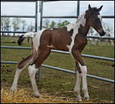 2011 1/2 Arabian Bay Tobiano colt