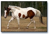 2003 1/2 Arabian Bay Tobiano filly