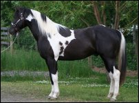 Purebred APHA