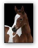 Shastara DF - Bay Tobiano Mare