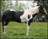 Purebred APHA