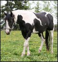 Purebred APHA