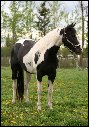 Purebred Paint