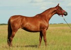 chestnut filly