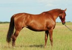 Chestnut filly