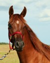 Chestnut filly