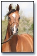 Purebred Arabian colt