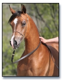 Limited Edition DF - Bay Arabian gelding
