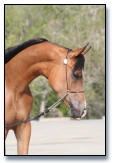 Limited Edition DF - Bay Arabian colt