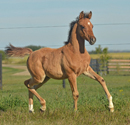 Stormy Solstice DF - 2011 Bay Arabian colt(Dream Synsation x DD Radiance)